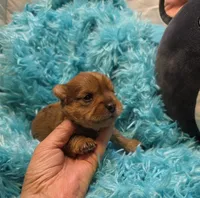 MerleYorkieM2, a male Yorkshire Terrier for sale in Cullman, AL – 3 of 8