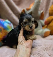 YorkieM3, a male Yorkshire Terrier for sale in Cullman, AL – 6 of 10