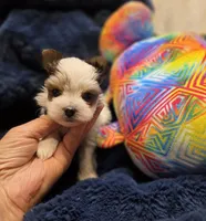 YorkieM1Teacup, a male Yorkshire Terrier for sale in Cullman, AL – 2 of 8