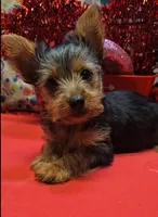 YorkieF1, a female Yorkshire Terrier for sale in Cullman, AL – Photo 1 of 6