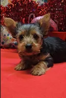 YorkieF1, a female Yorkshire Terrier for sale in Cullman, AL – Photo 2 of 6