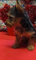YorkieF1, a female Yorkshire Terrier for sale in Cullman, AL – Photo 4 of 6