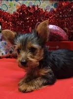 YorkieF1, a female Yorkshire Terrier for sale in Cullman, AL – Photo 3 of 6