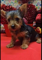 YorkieF1, a female Yorkshire Terrier for sale in Cullman, AL – Photo 5 of 6