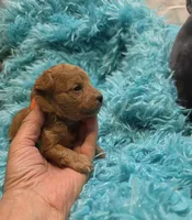 MaltipooM1, a male Maltipoo for sale in Cullman, AL – 6 of 10