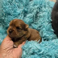 MerleYorkieM2, a male Yorkshire Terrier for sale in Cullman, AL – 2 of 8