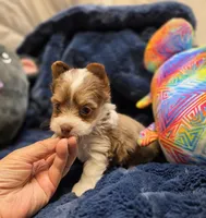 YorkieF, a female Yorkshire Terrier for sale in Cullman, AL – 4 of 10