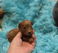 MaltipooM3, a male Maltipoo for sale in Cullman, AL – 5 of 9