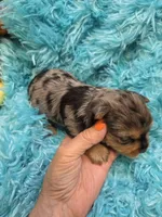 MerleYorkieM1, a male Yorkshire Terrier for sale in Cullman, AL – 3 of 7