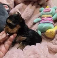 YorkieM, a male Yorkshire Terrier for sale in Cullman, AL – 8 of 9