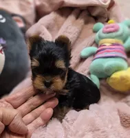 YorkieM, a male Yorkshire Terrier for sale in Cullman, AL – 9 of 9