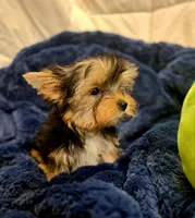 ExoticYorkieM2, a male Yorkshire Terrier for sale in Cullman, AL – Photo 7 of 10