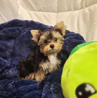 ExoticYorkieM2, a male Yorkshire Terrier for sale in Cullman, AL – Photo 8 of 10