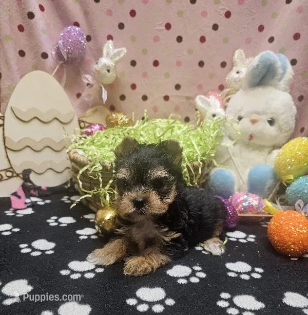 ExoticYorkieM2 – Yorkshire Terrier puppy for sale in Cullman, AL