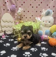 ExoticYorkieM2, a male Yorkshire Terrier for sale in Cullman, AL – Photo 1 of 9