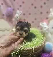 ExoticYorkieM2, a male Yorkshire Terrier for sale in Cullman, AL – Photo 7 of 9