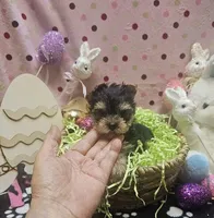 ExoticYorkieM2, a male Yorkshire Terrier for sale in Cullman, AL – Photo 8 of 9