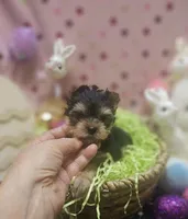 ExoticYorkieM2, a male Yorkshire Terrier for sale in Cullman, AL – Photo 4 of 9