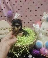 ExoticYorkieM2, a male Yorkshire Terrier for sale in Cullman, AL – Photo 9 of 9