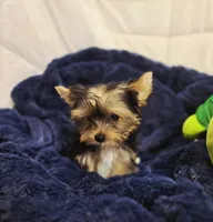 ExoticYorkieM2, a male Yorkshire Terrier for sale in Cullman, AL – Photo 5 of 10
