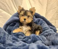 ExoticYorkieM2, a male Yorkshire Terrier for sale in Cullman, AL – Photo 3 of 10