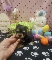 ExoticYorkieM2, a male Yorkshire Terrier for sale in Cullman, AL – Photo 2 of 9