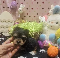 ExoticYorkieM2, a male Yorkshire Terrier for sale in Cullman, AL – Photo 6 of 9