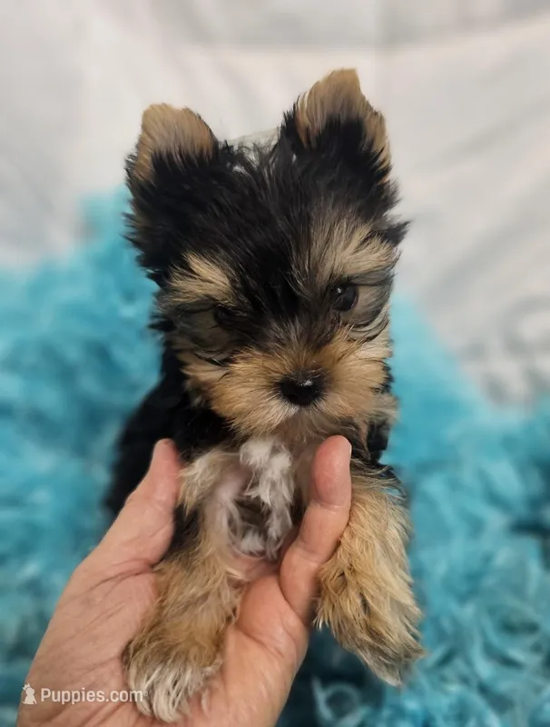 ExoticYorkieM2 – Yorkshire Terrier puppy for sale in Cullman, AL