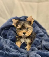 ExoticYorkieM2, a male Yorkshire Terrier for sale in Cullman, AL – Photo 4 of 10