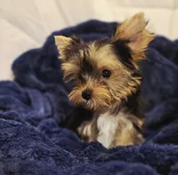 ExoticYorkieM2, a male Yorkshire Terrier for sale in Cullman, AL – Photo 6 of 10