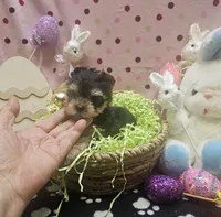 ExoticYorkieM2, a male Yorkshire Terrier for sale in Cullman, AL – Photo 3 of 9