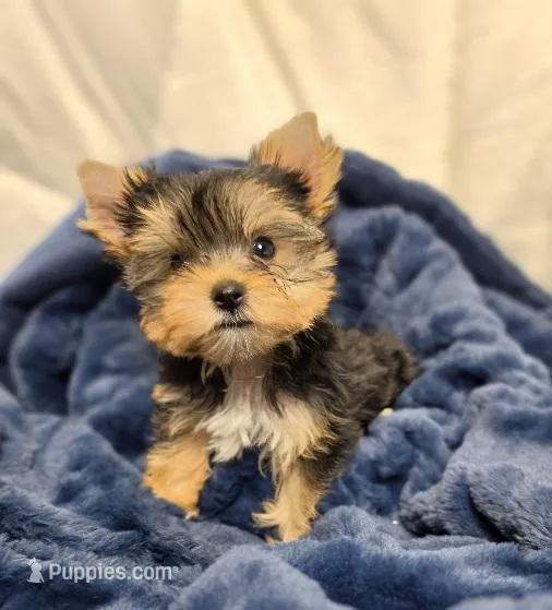 ExoticYorkieM2 – Yorkshire Terrier puppy for sale in Cullman, AL