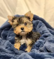 ExoticYorkieM2, a male Yorkshire Terrier for sale in Cullman, AL – Photo 2 of 10