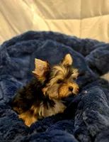 ExoticYorkieM2, a male Yorkshire Terrier for sale in Cullman, AL – Photo 10 of 10