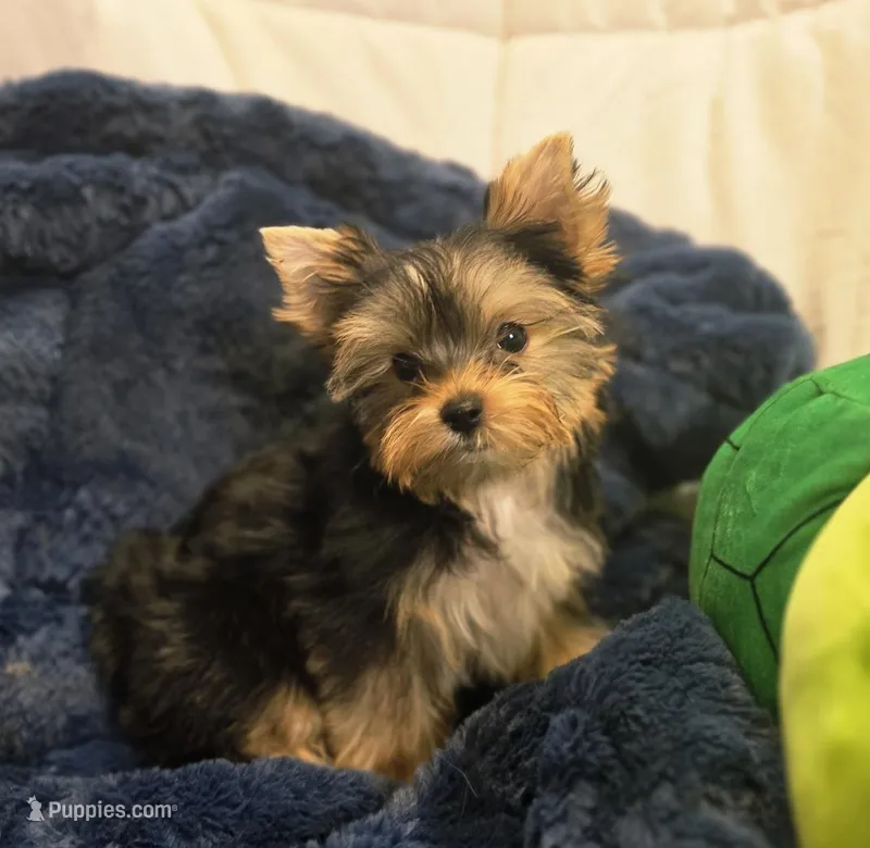 ExoticYorkieM2 – Yorkshire Terrier puppy for sale in Cullman, AL