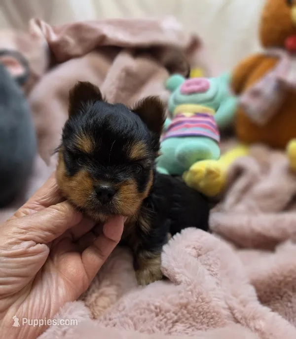 YorkieM1 – Yorkshire Terrier puppy for sale in Cullman, AL
