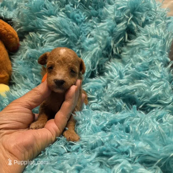 MaltipooM2 – Maltipoo puppy for sale in Cullman, AL