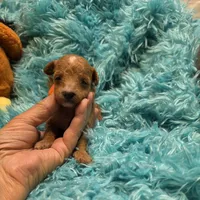MaltipooM2, a male Maltipoo for sale in Cullman, AL – 1 of 7