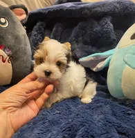 YorkieM1Teacup, a male Yorkshire Terrier for sale in Cullman, AL – 2 of 8
