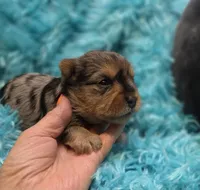 MerleYorkieM1, a male Yorkshire Terrier for sale in Cullman, AL – 2 of 7