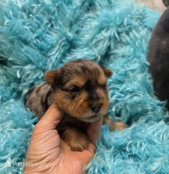 MerleYorkieM1 – Yorkshire Terrier puppy for sale in Cullman, AL