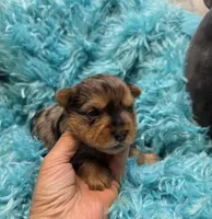 MerleYorkieM1, a male Yorkshire Terrier for sale in Cullman, AL – 1 of 7
