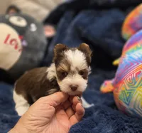 YorkieM2, a male Yorkshire Terrier for sale in Cullman, AL – 2 of 9