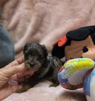 YorkiePooF3, a female Yorkipoo for sale in Cullman, AL – 1 of 10