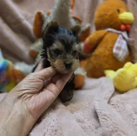 YorkieM3, a male Yorkshire Terrier for sale in Cullman, AL – 3 of 10