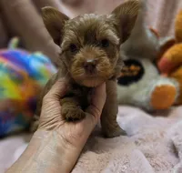 YorkieM2, a male Yorkshire Terrier for sale in Cullman, AL – 3 of 9