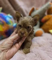 YorkieM2, a male Yorkshire Terrier for sale in Cullman, AL – 5 of 9