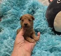 MaltipooM1, a male Maltipoo for sale in Cullman, AL – 7 of 10