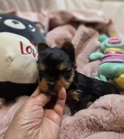 YorkieM1, a male Yorkshire Terrier for sale in Cullman, AL – 4 of 8