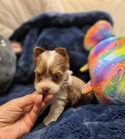 YorkieF, a female Yorkshire Terrier for sale in Cullman, AL – 3 of 10